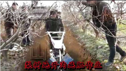 梨樹地開施肥溝作業 